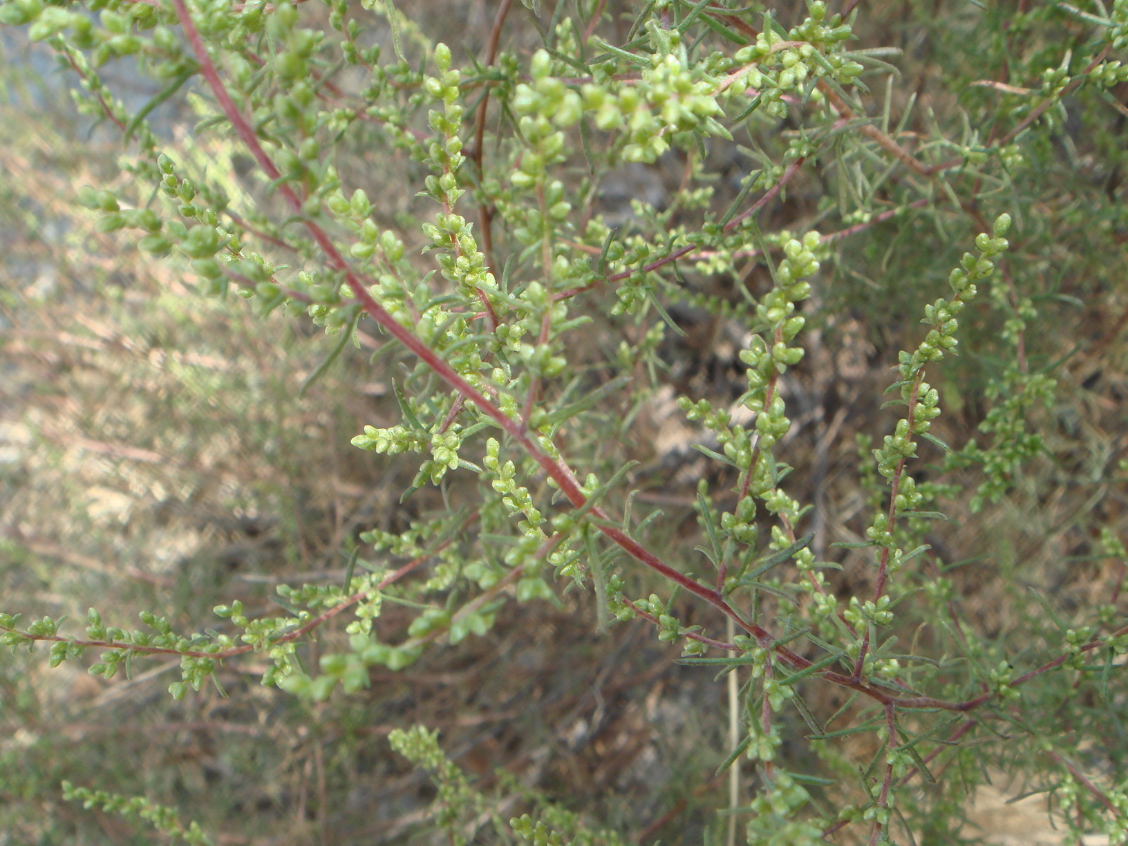Artemisia Campestris Seed (Subspecies Caudata) Wormwood Seed - Click Image to Close
